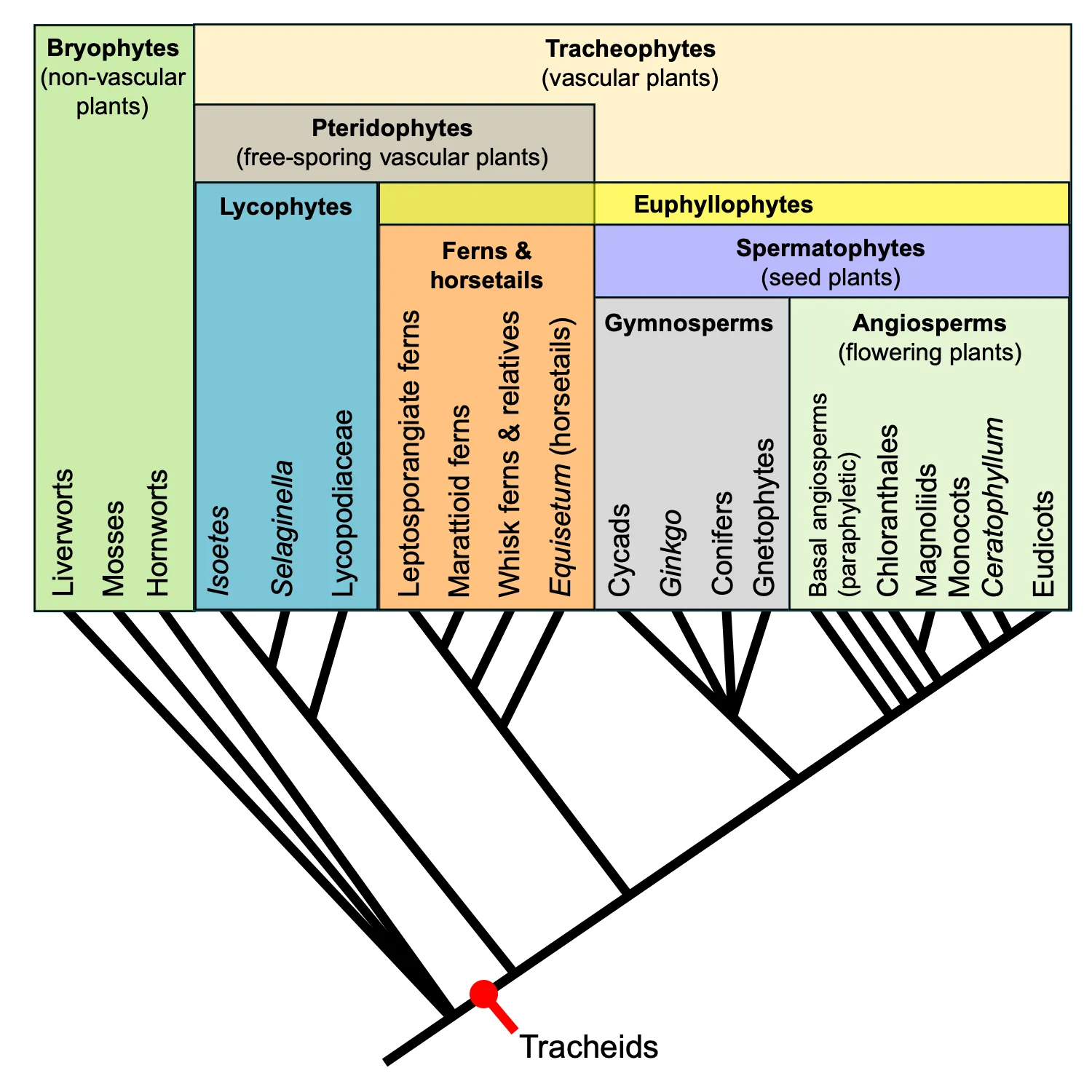 Phylogeny in Kingdom Plantae